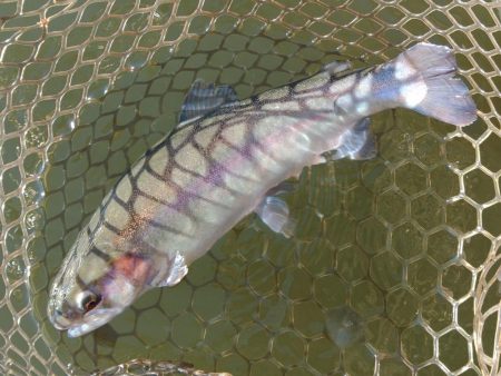 釣り初め ～大安トラウトレイク～